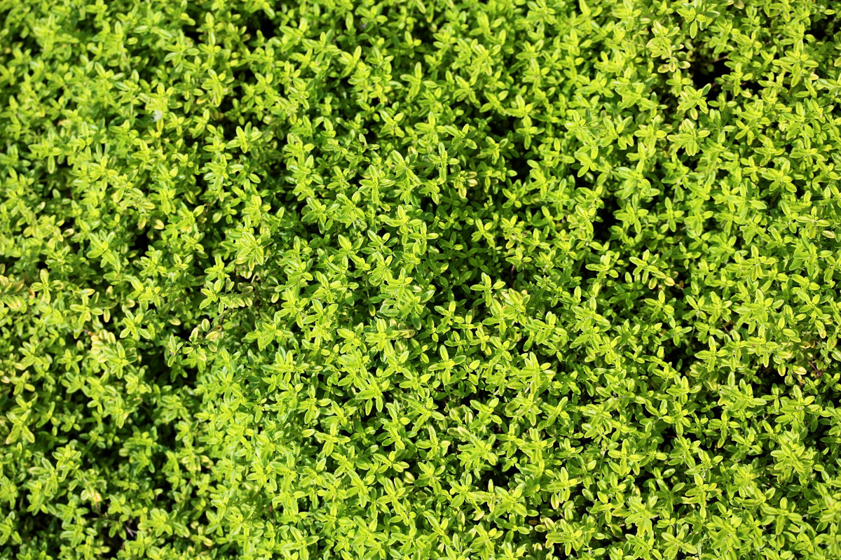 1000 LEMON THYME Thymus Pulegioides Herb Purple Flower Fragrant Evergr ...