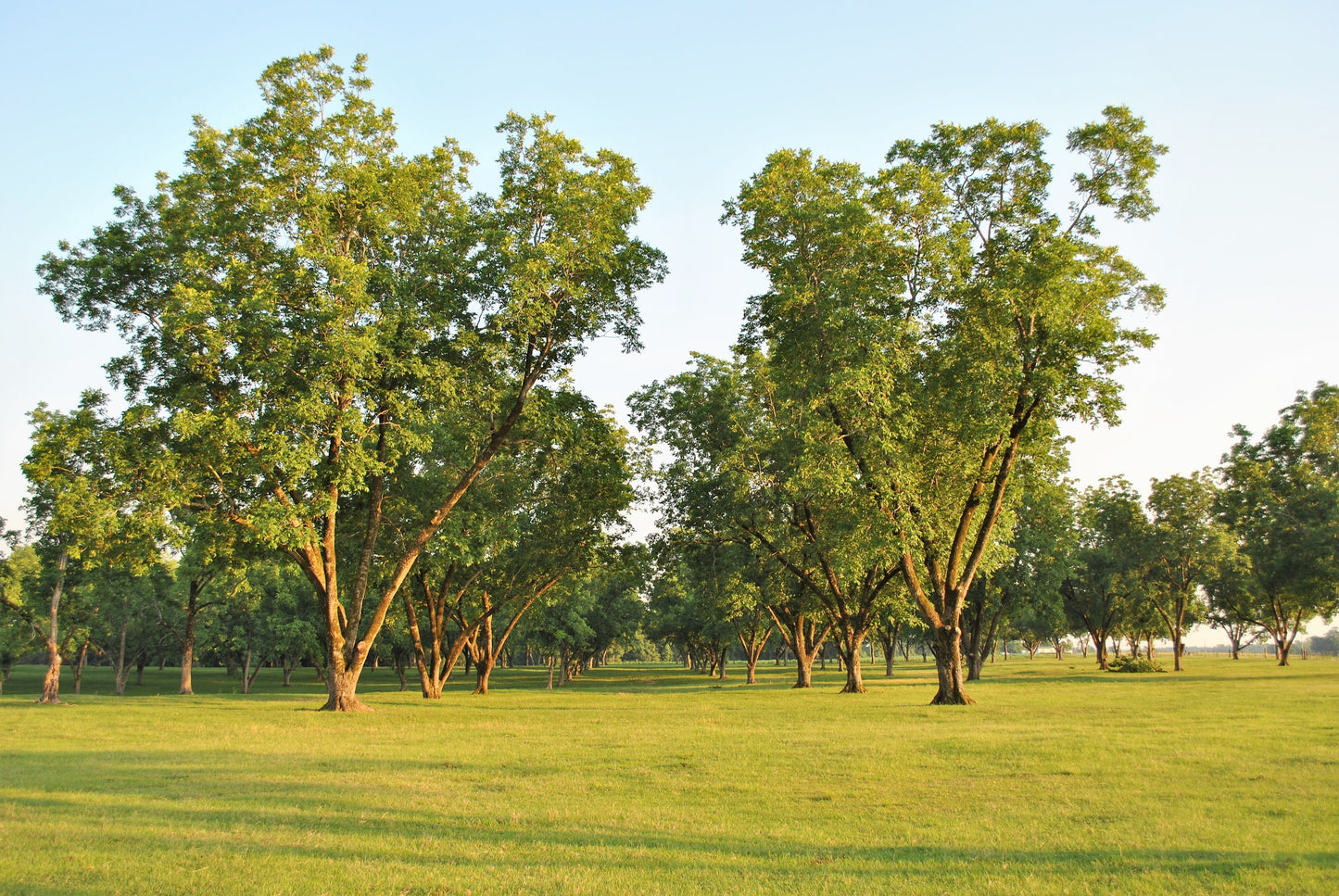 5 HARDY PECAN Tree Carya Illinoinensis King Nut Native Fruit Tree Seeds