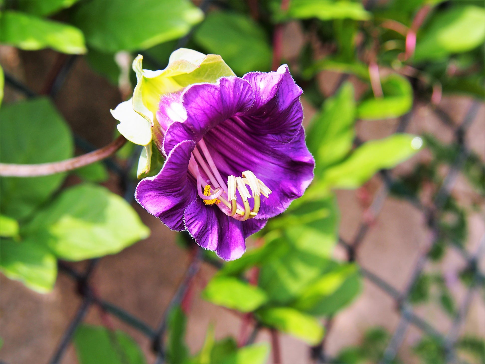 cup and saucer vine plant for sale 5 CUP & SAUCER VINE Cathedral Bells Cobaea Scandens Climber Purple Hum – Seedville USA