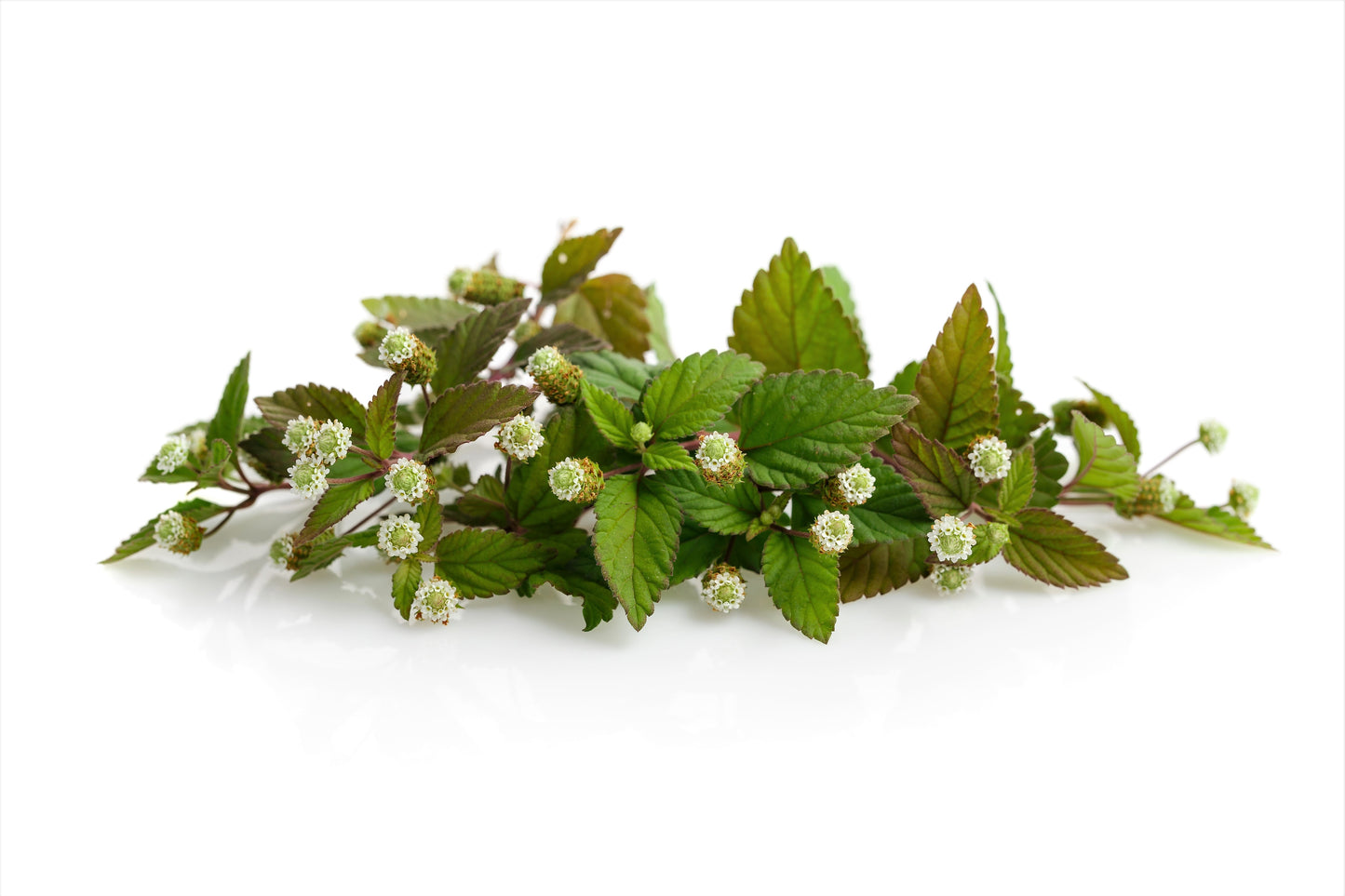 100 AZTEC SWEET HERB aka Honeyherb, Lippia, Mayan Mint, Dulce Buttons. Lippia Dulcis Phyla White Flower Seeds