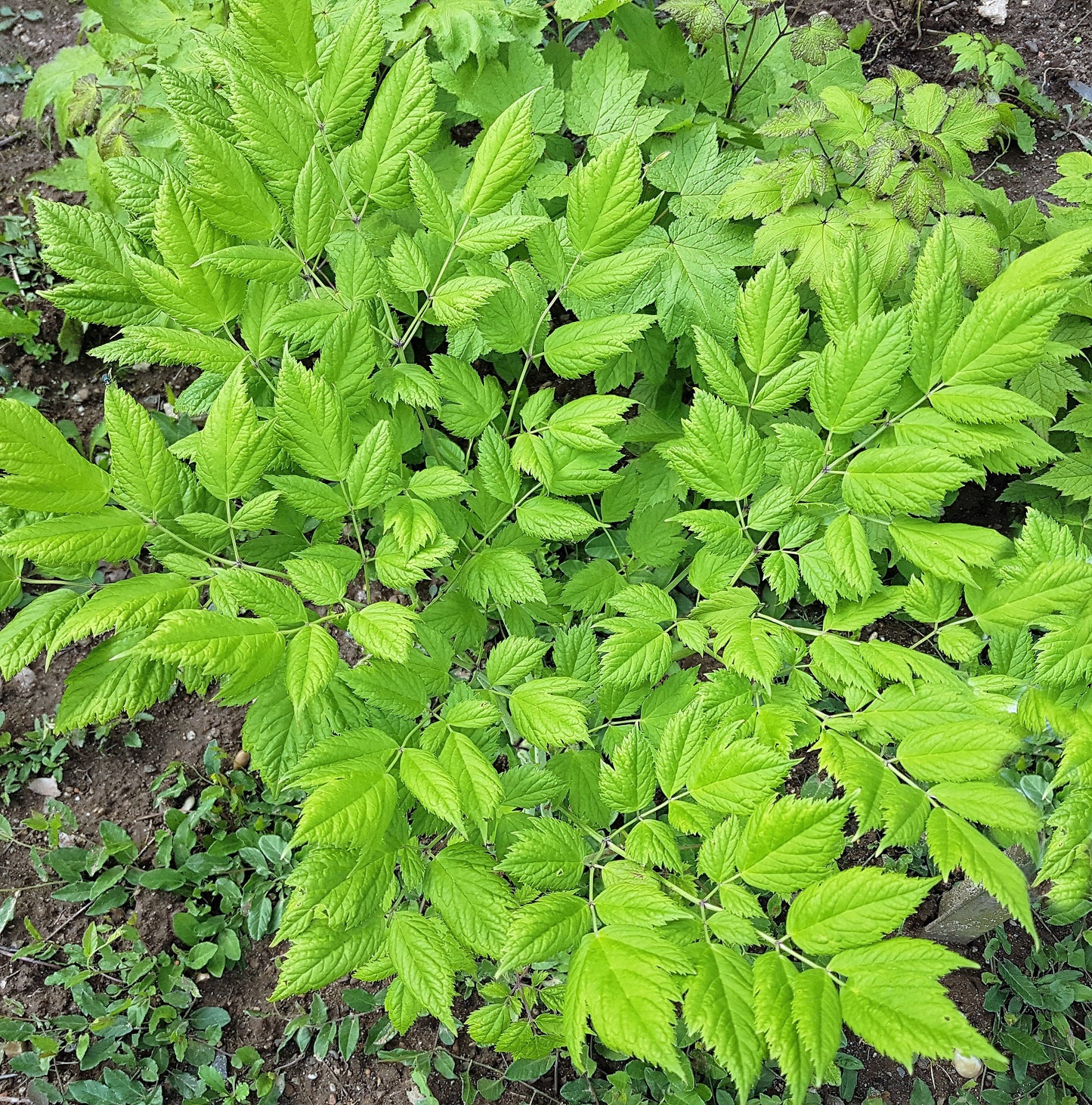 50 BLACK COHOSH Bugbane Actaea Racemosa Cimicifuga Bugbane Snakeroot Native White Shade Flower Herb Seeds