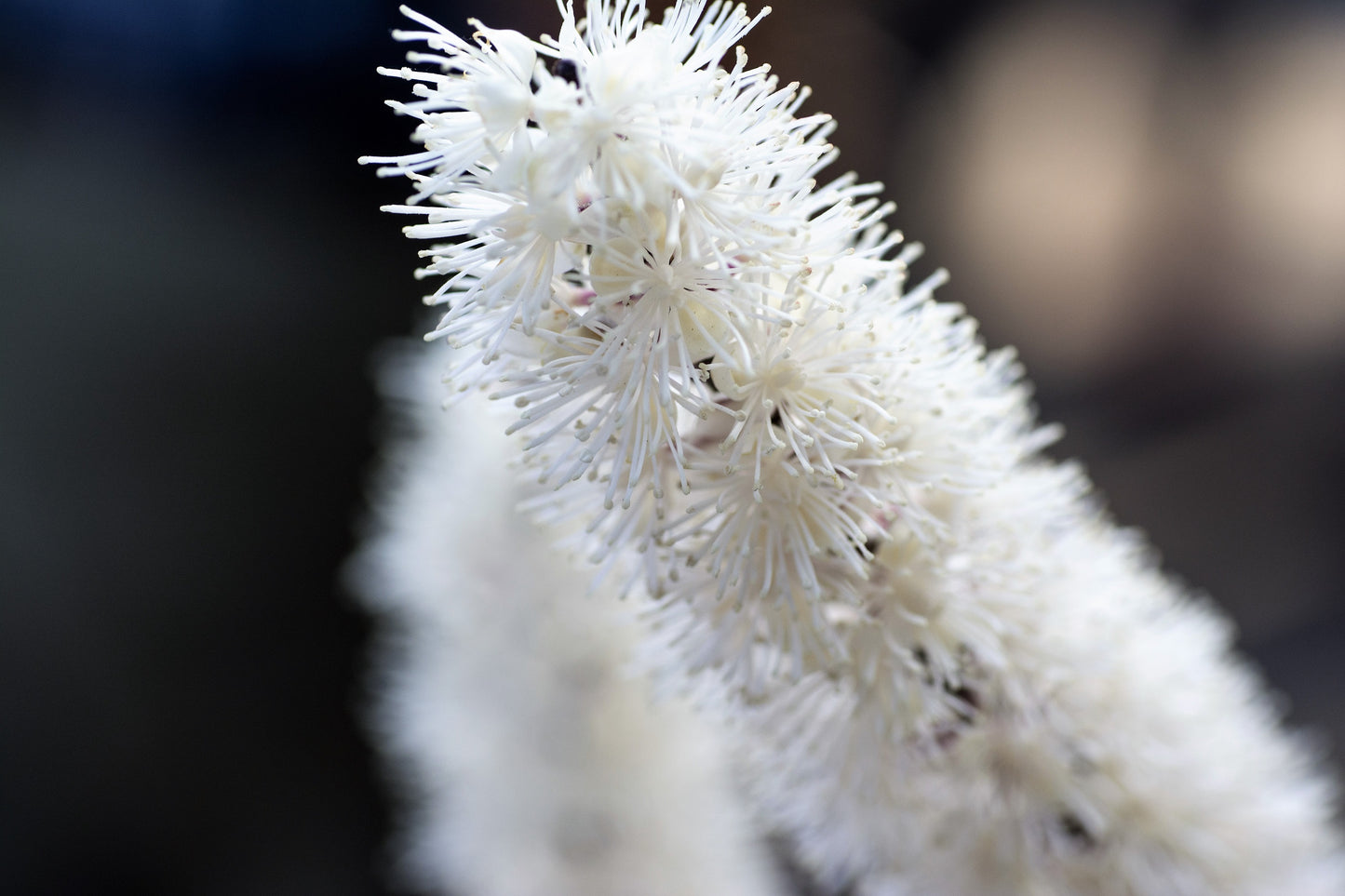 50 BLACK COHOSH Bugbane Actaea Racemosa Cimicifuga Bugbane Snakeroot Native White Shade Flower Herb Seeds