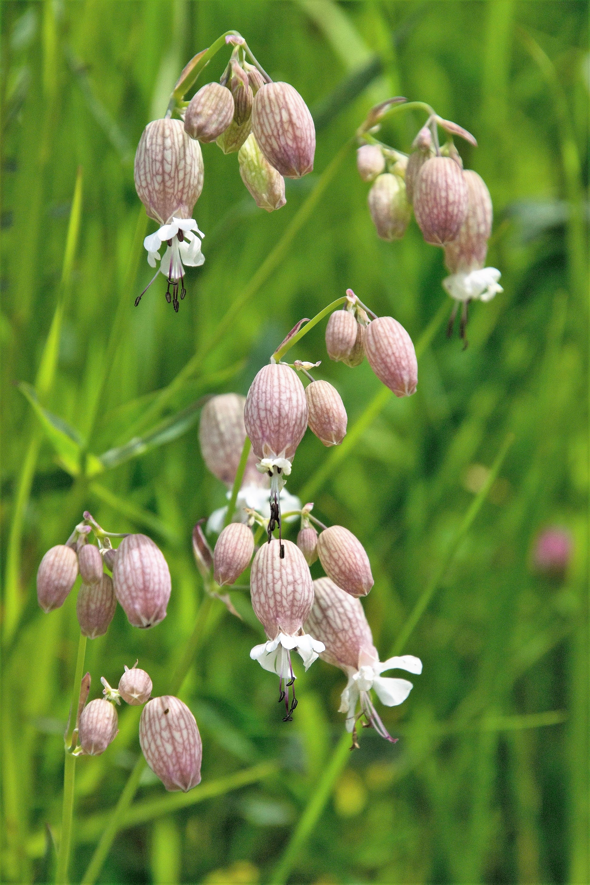 campion flower tree seeds 100 MAIDENSTEARS Silene Vulgaris aka Bladder Campion Maidens Tears Pink & White Flower Seeds