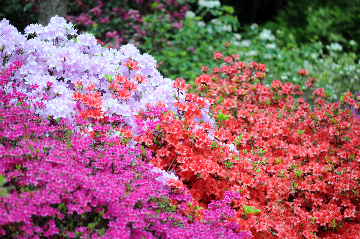 25 MIXED COLORS AZALEA Rhododendron spp. Red, Pink, Purple, White Flower Shade Bush Shrub Seeds