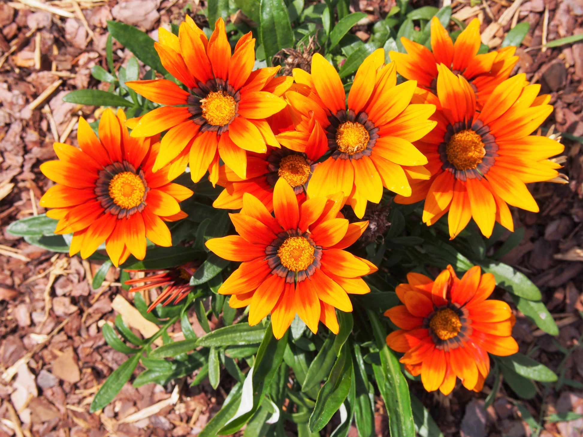 treasure flower seeds 30 Mixed Colors GAZANIA Rigens Treasure Flower Seeds