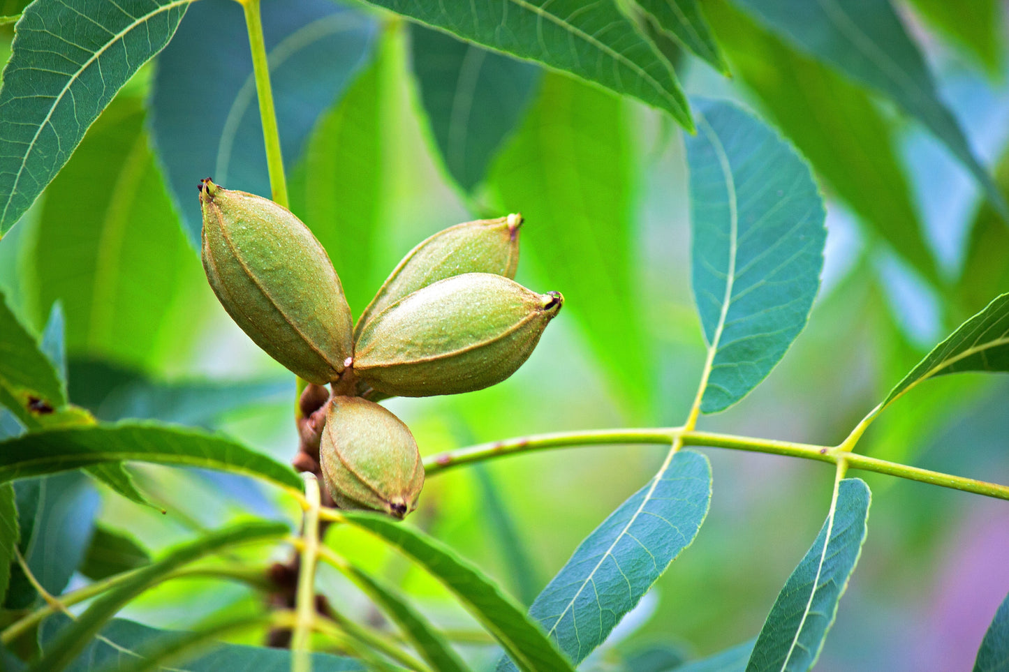 5 HARDY PECAN Tree Carya Illinoinensis King Nut Native Fruit Tree Seeds