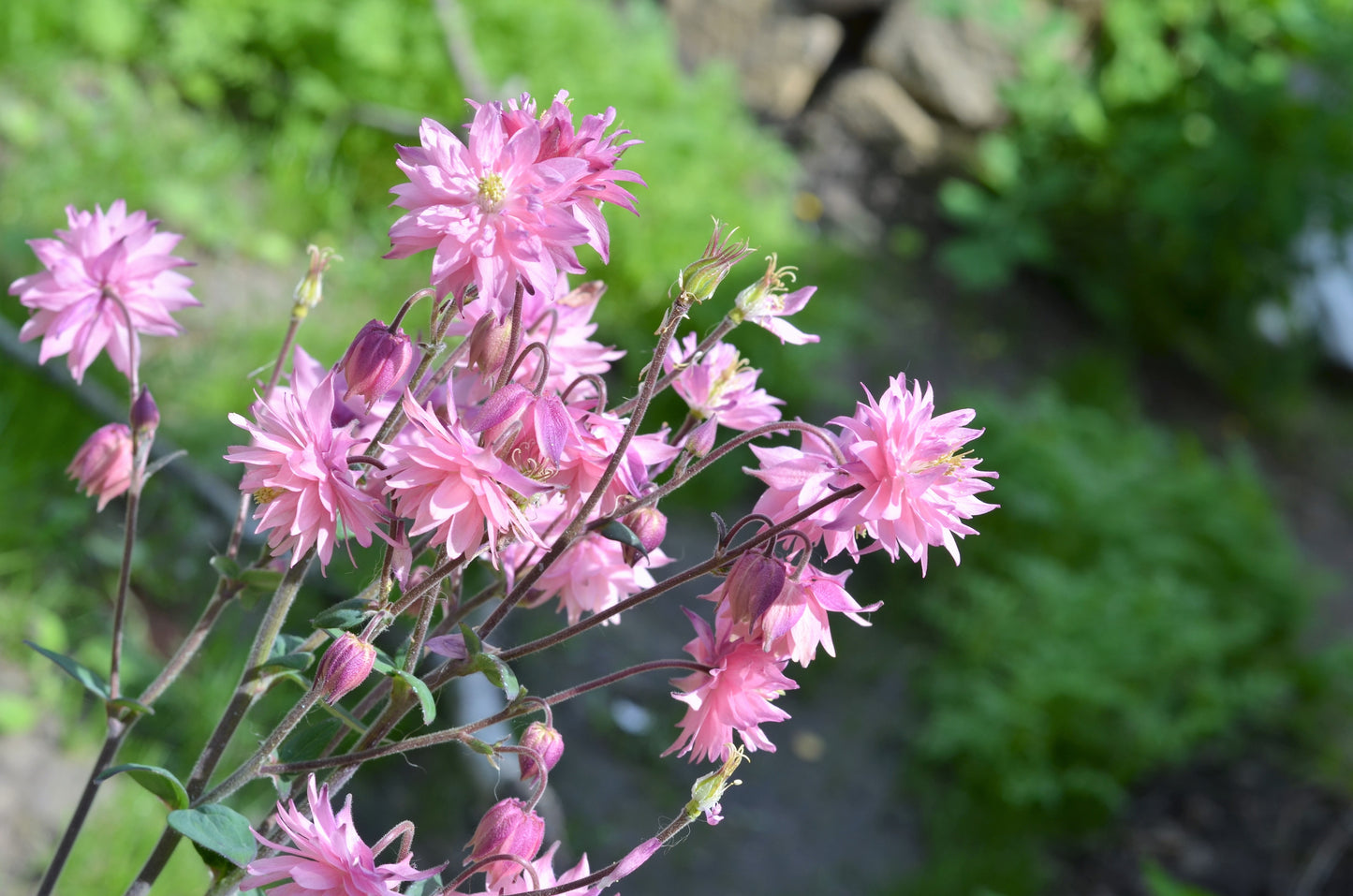 100 TALL DOUBLE COLUMBINE Aquilegia Vulgaris Mixed Colors Red, Pink, Purple, & White Flower Seeds