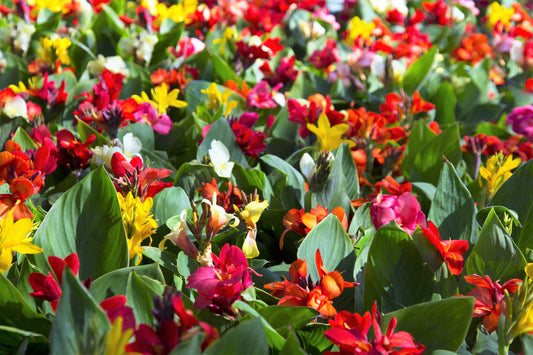 5 MIXED CANNA LILY Generalis Mix Colors Red Yellow Hummingbird Flower Seeds