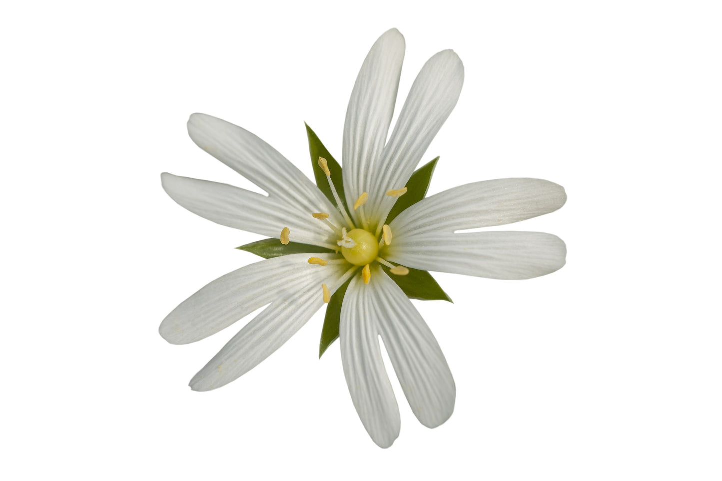 50 Organic CHICKWEED Stellaria Media Starwort Stitchwort White Flower Herb Seeds