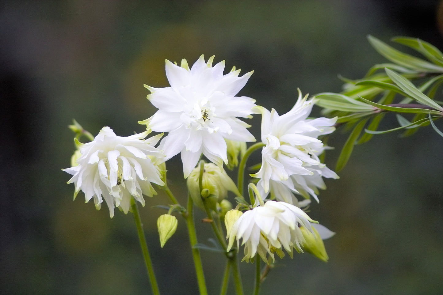 100 TALL DOUBLE COLUMBINE Aquilegia Vulgaris Mixed Colors Red, Pink, Purple, & White Flower Seeds