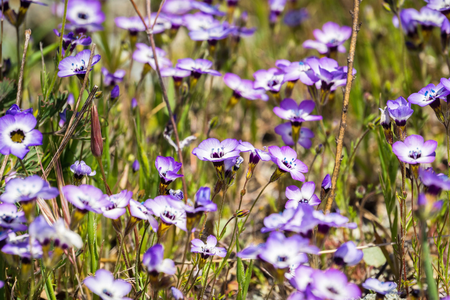 1000 BIRDS EYES Gilia Tricolor Lavender White Native Fragrant Hummingbird Flower Seeds