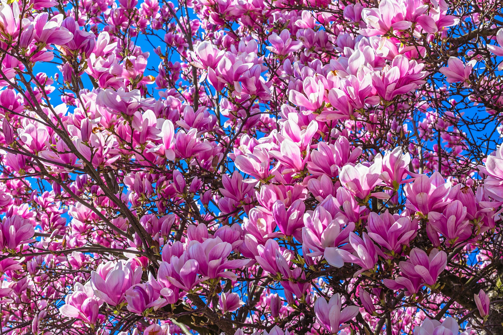 lily magnolia flower tree 5 LILY MAGNOLIA Flower TREE Pink & Purple Fragrant Tulip Magnol Liliiflora Seeds