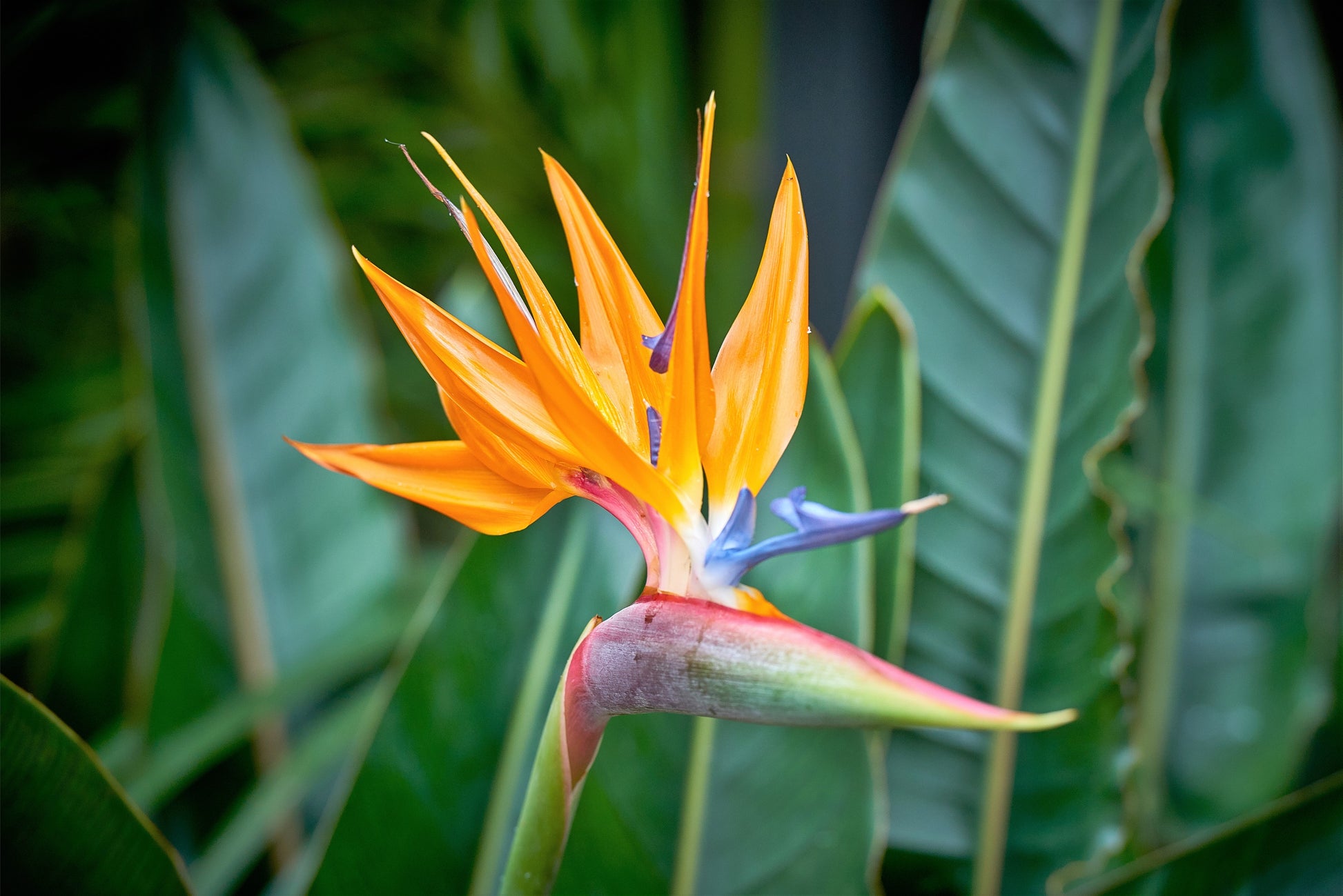 bird of paradise flower seeds 5 TROPICAL BIRD OF PARADISE Strelitzia Reginae Crane Flower Houseplant Seeds