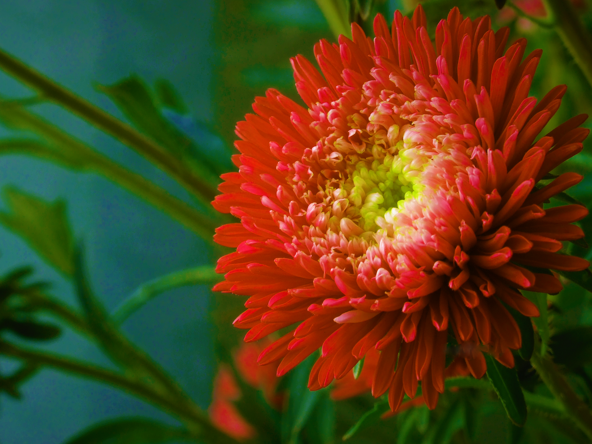 middlemist red flower seeds 30 Double SCARLET PAEONY ASTER Red Peony Callistephus Flower Seeds