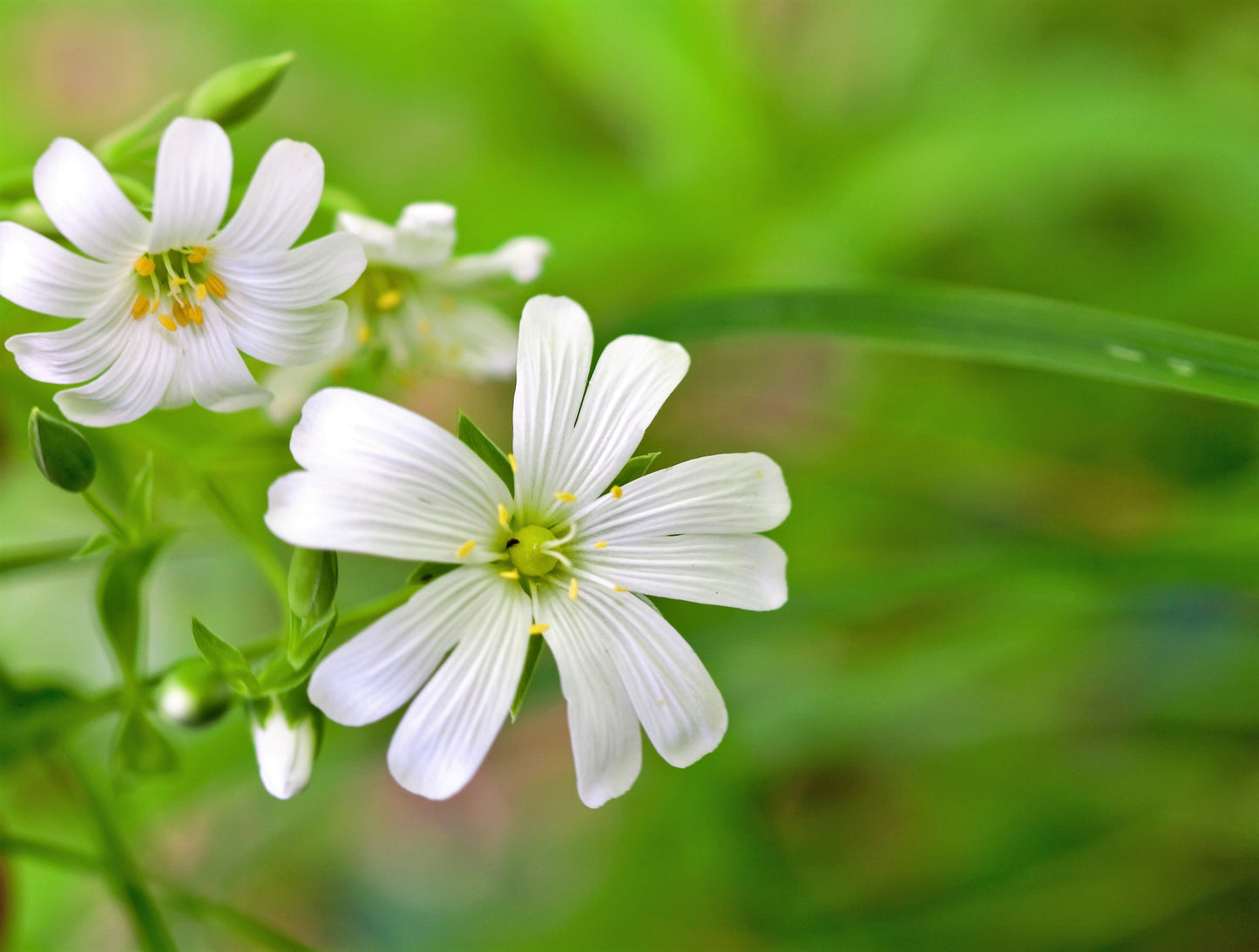 50 Organic CHICKWEED Stellaria Media Starwort Stitchwort White Flower Herb Seeds