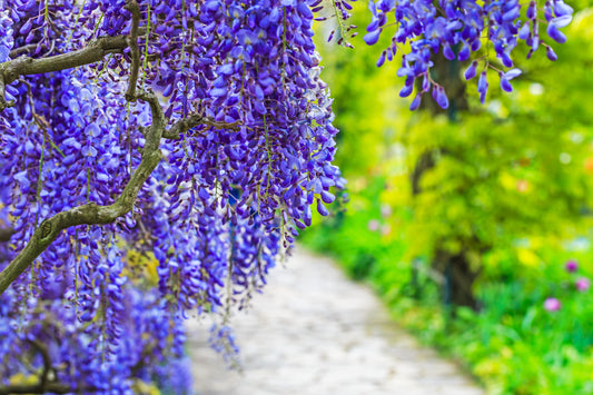 5 BLUE CHINESE WISTERIA Sinensis Ornamental Vine Climber Blue Violet Purple Flower Seeds