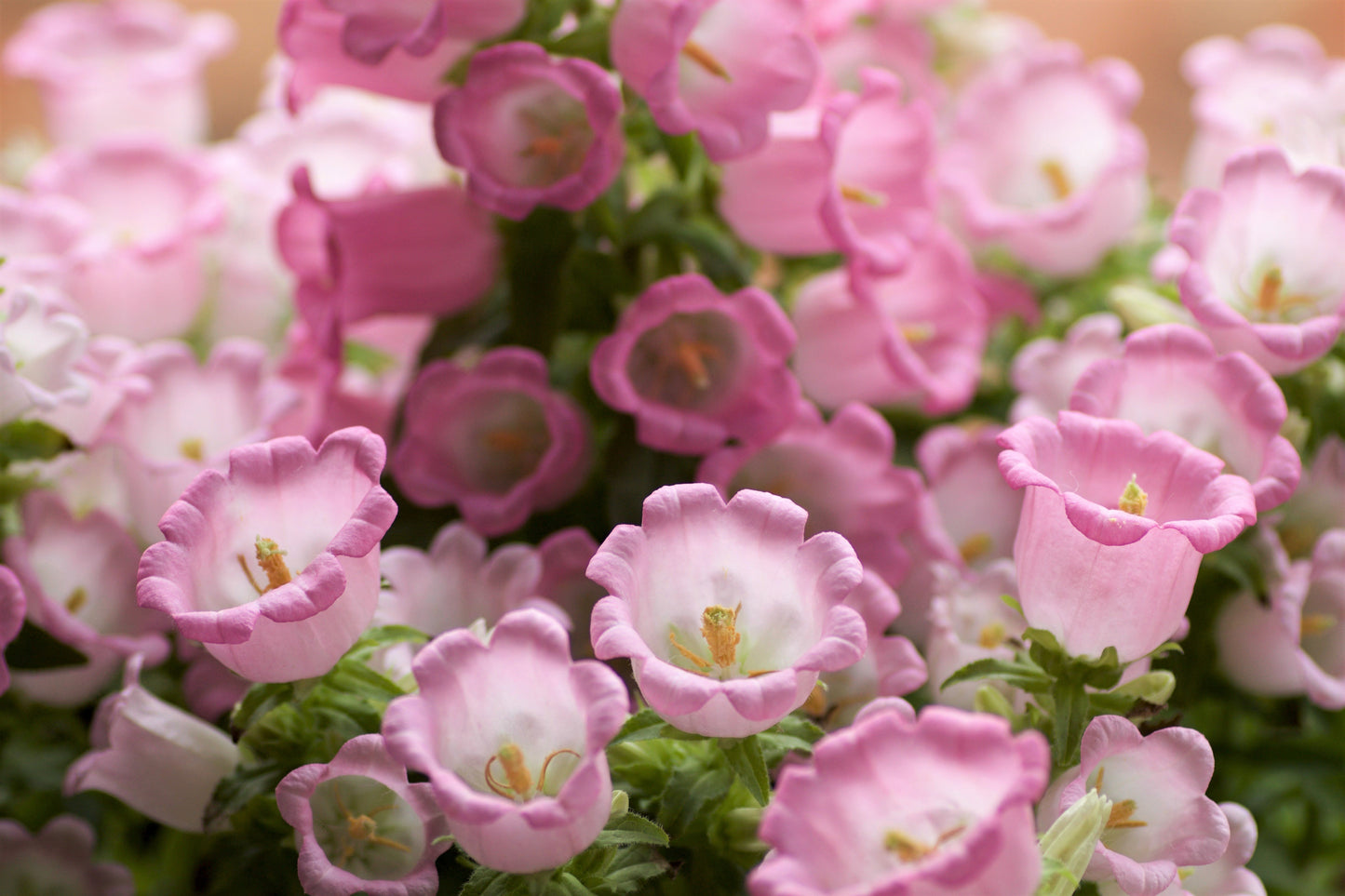 200 Rose Pink CANTERBURY BELLS - CAMPANULA Medium Flower Seeds