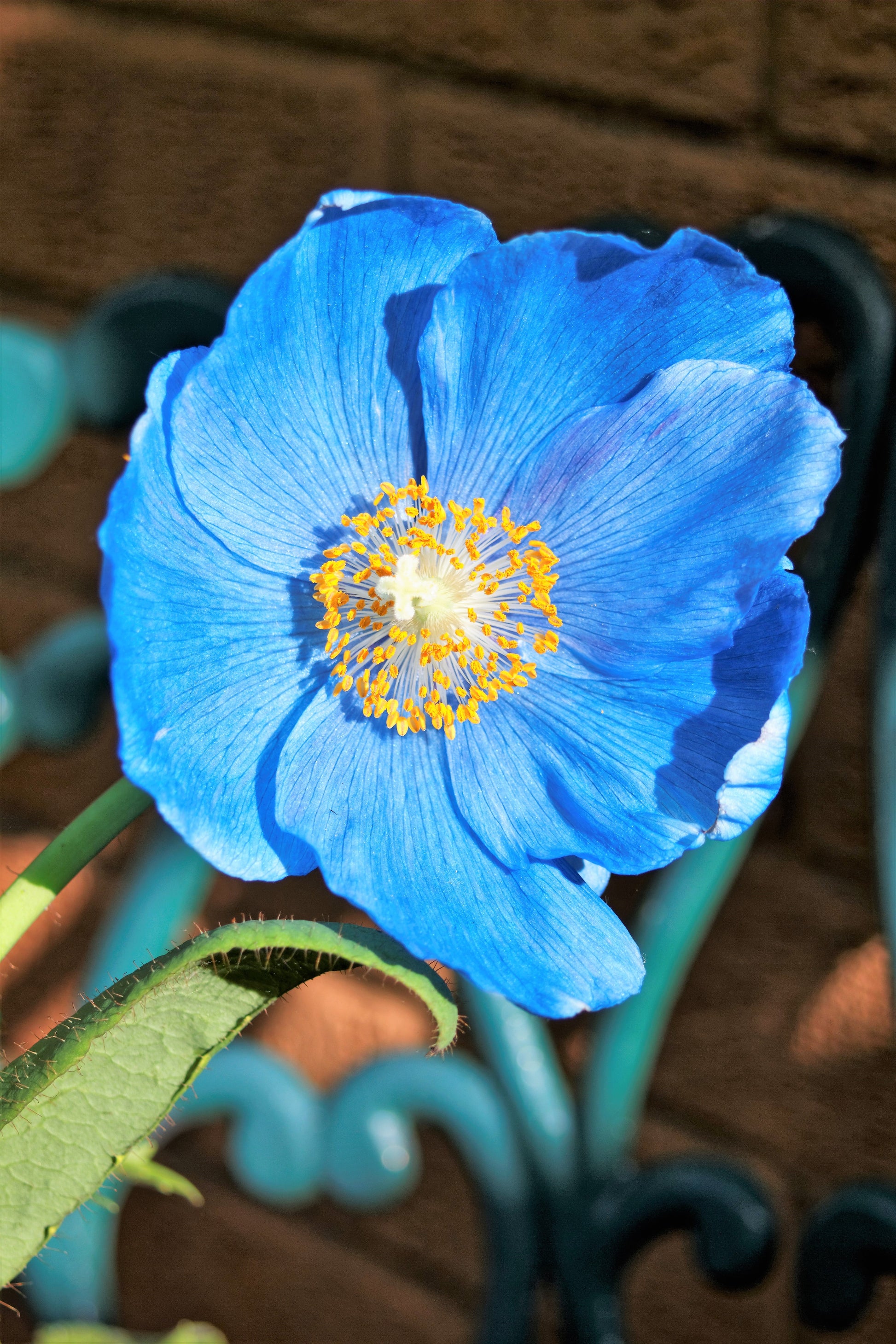 blue poppy flower seeds 10 BLUE HIMALAYAN POPPY Tibetan Meconopsis Betonicifolia Flower Seeds
