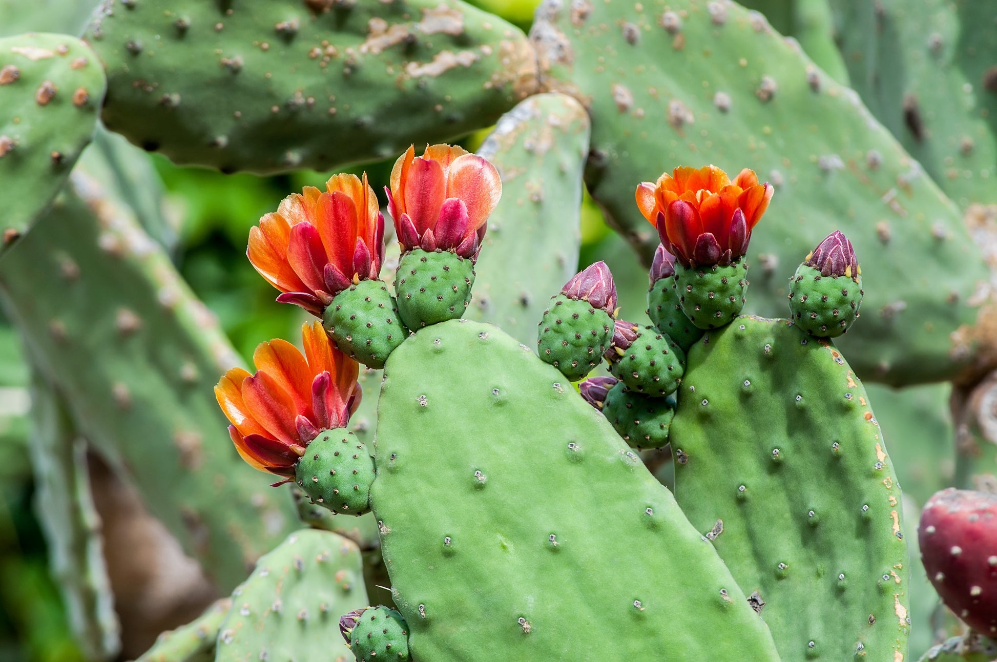 prickly pear cactus with flowers 10 Orange PRICKLY PEAR CACTUS Nopal Indian Fig Opuntia Ficus-Indica Fr – Seedville USA