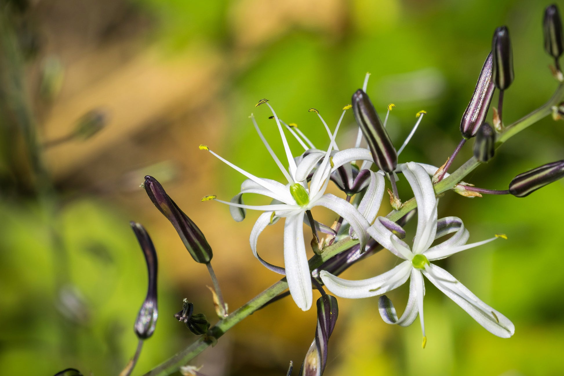soap plant seeds 10 WAVY LEAFED SOAP PLANT California Soaproot Amole Lily Chlorogalum Pomeridianum Laothoe White Purple Striped Flower Native Herb Seeds