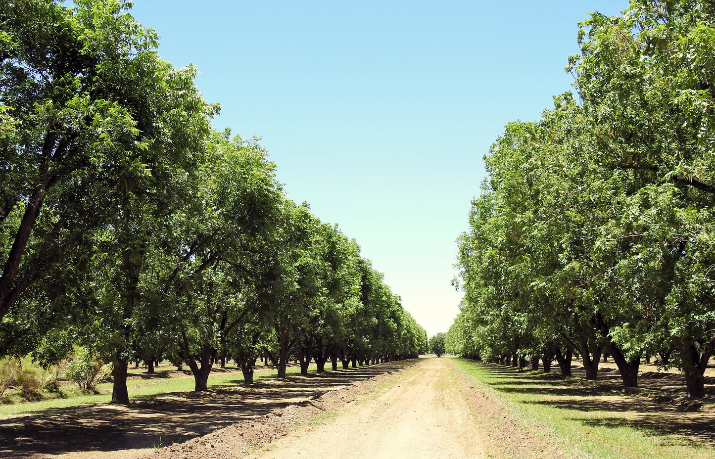 5 HARDY PECAN Tree Carya Illinoinensis King Nut Native Fruit Tree Seeds