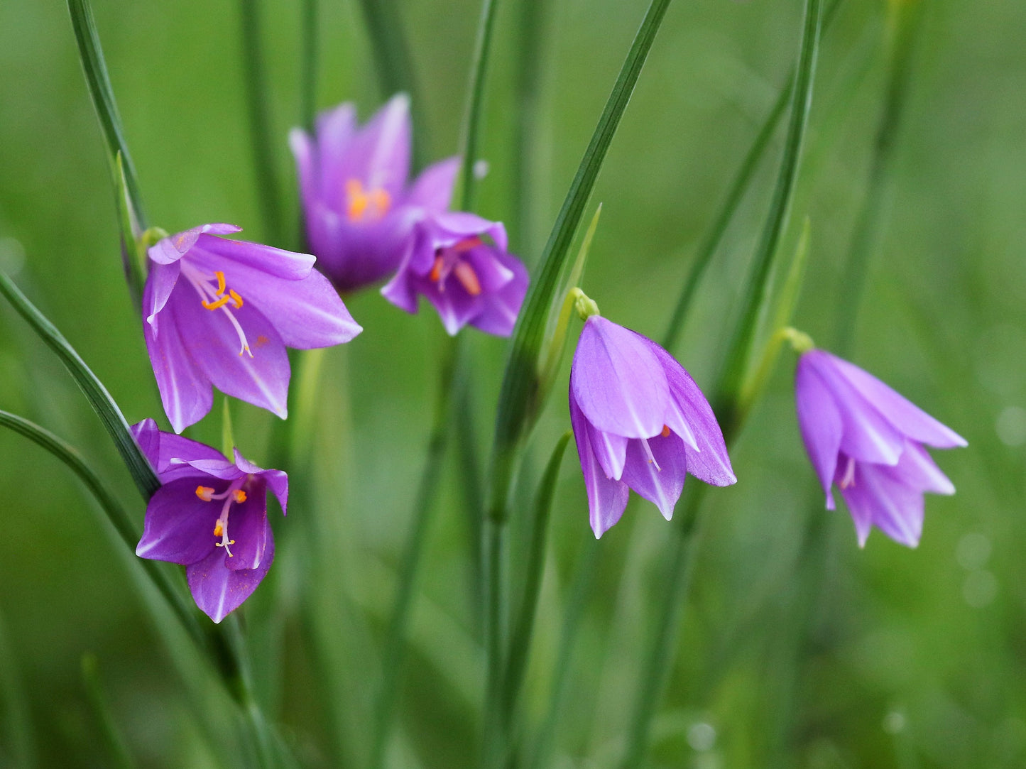 20 GRASSWIDOW Purple-Eyed Grass Sisyrinchium Inflatum syn. Olsynium Douglasii Grass Widows Reddish Purple Ornamental Grass Flower Seeds