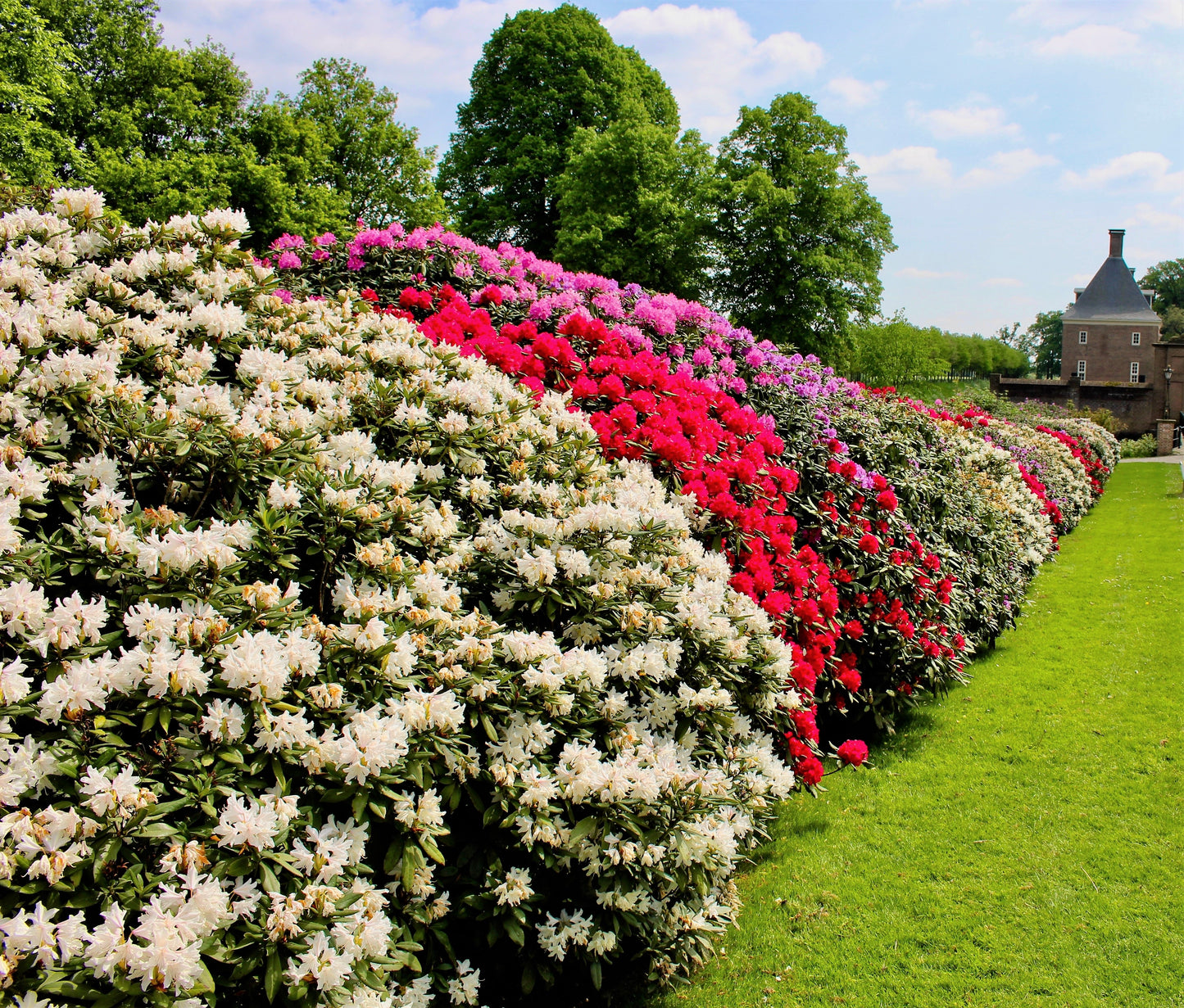 rhododendron flower seeds 50 MIXED HYBRIDS RHODODENDRON spp. Mixed Colors