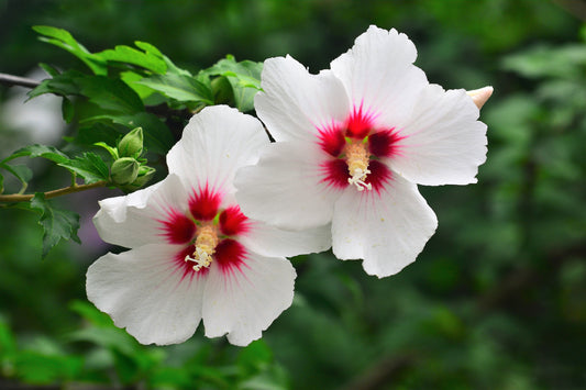 25 White & Hot Pink ROSE Of SHARON HIBISCUS Syriacus Flower Tree Bush Seeds