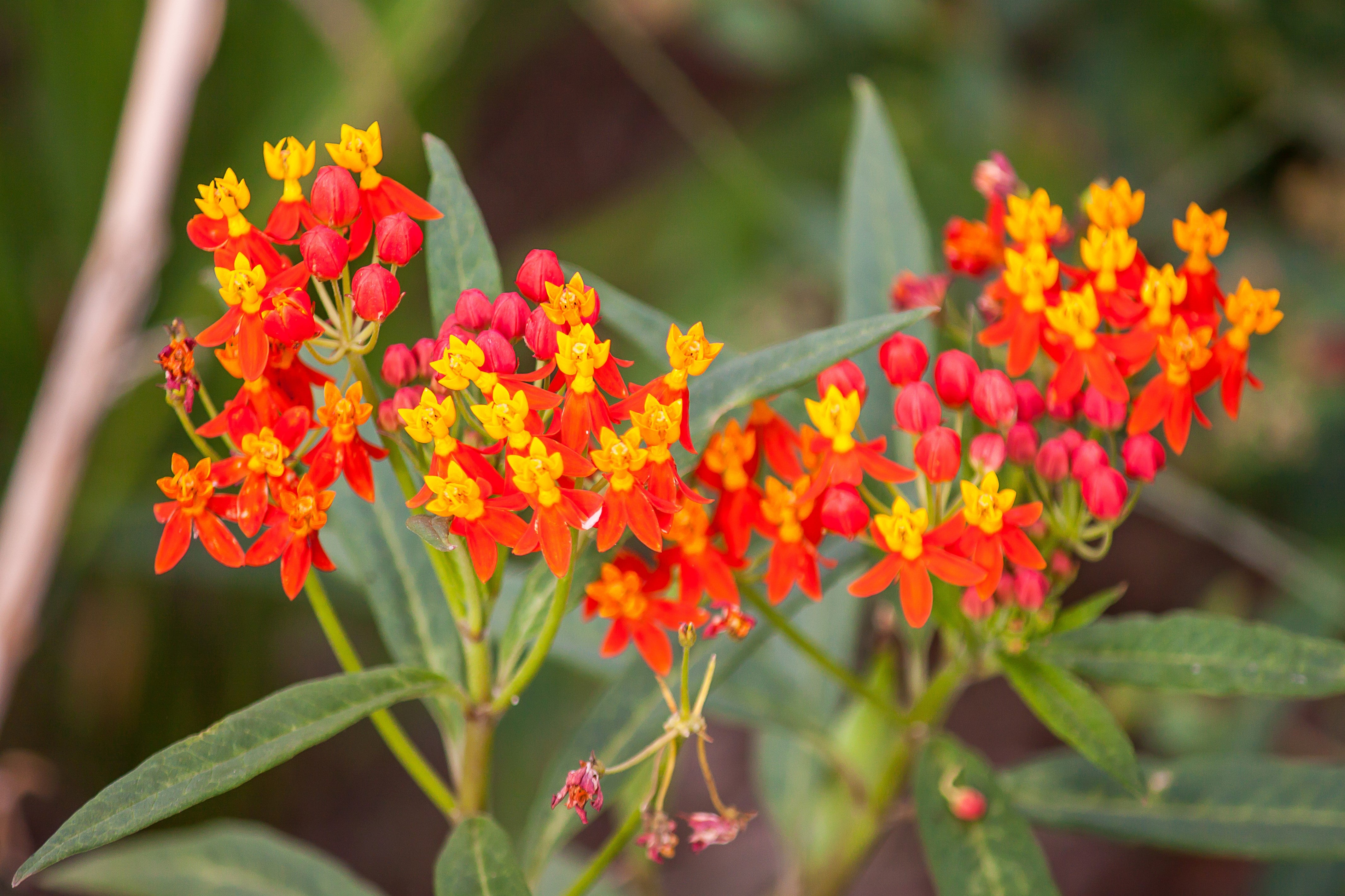 100 SUNSET MILKWEED Asclepias Curassavica Scarlet Blood Flower Red Ora ...