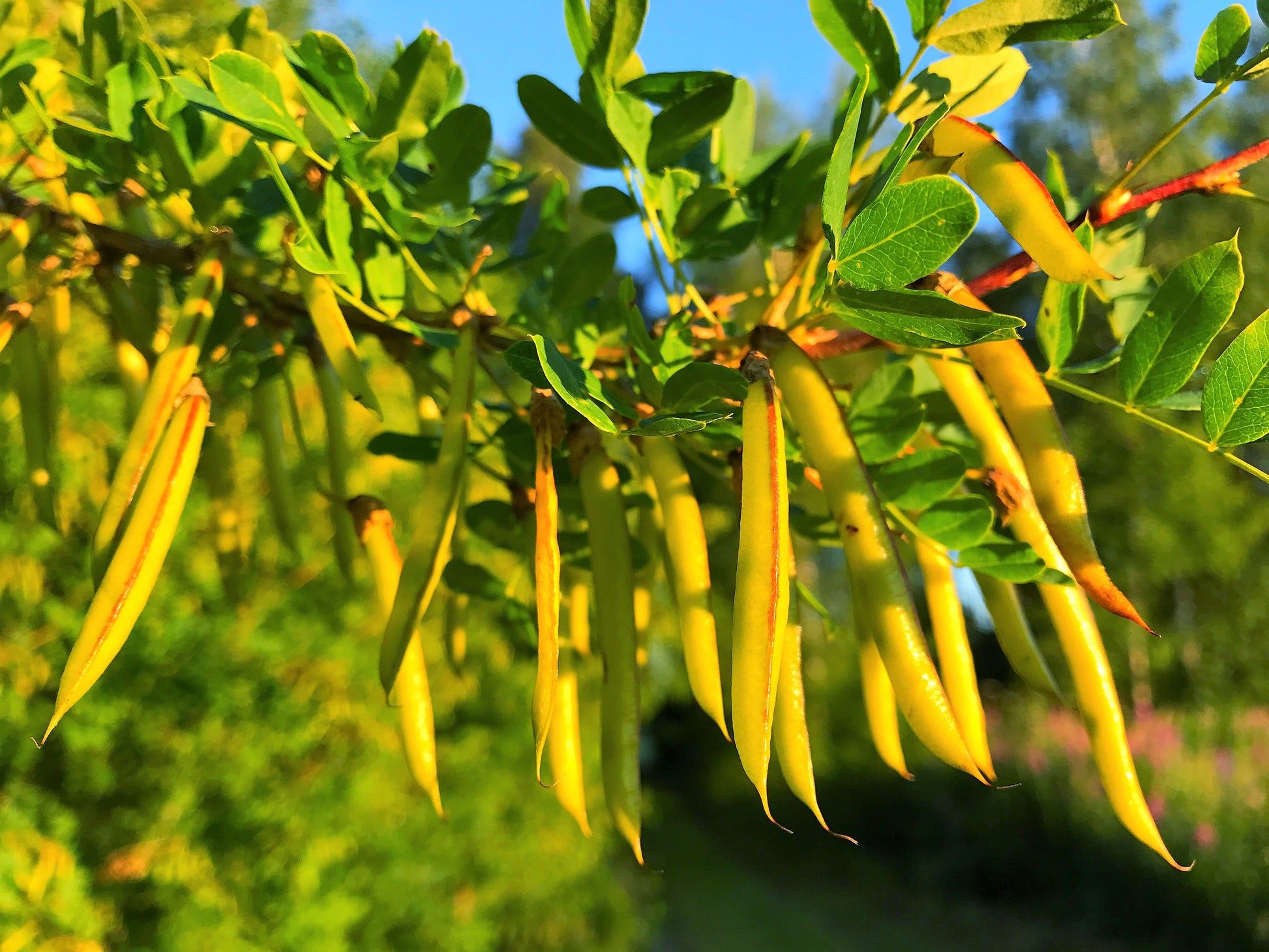 plant with yellow flowers and seed pods 25 SIBERIAN PEASHRUB Caragana Arborescens Peatree Yellow Flower Legume – Seedville USA