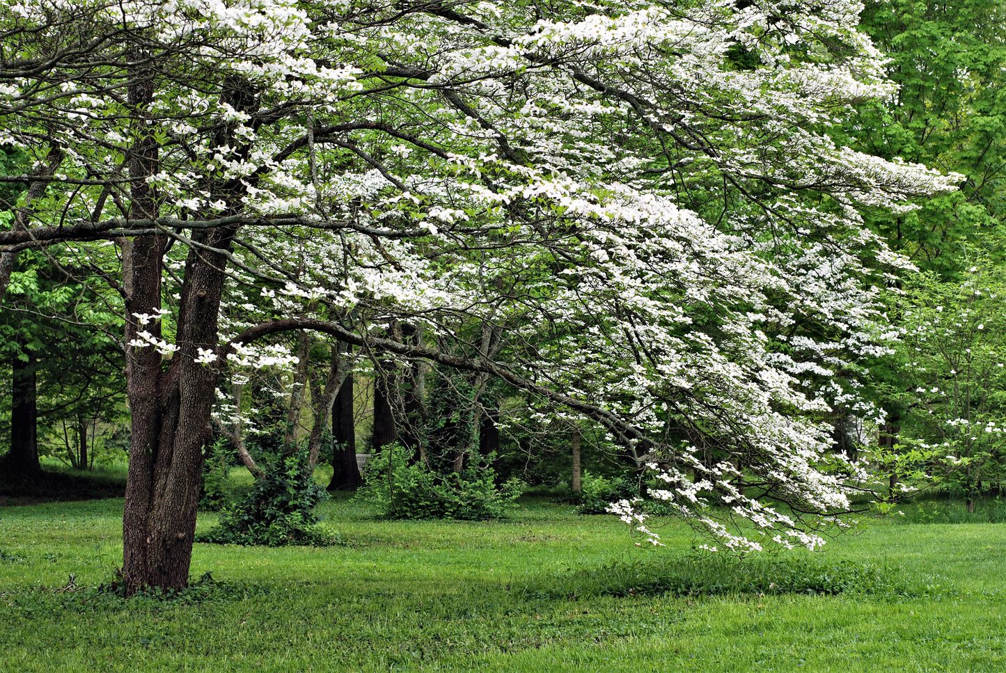 10 American WHITE FLOWERING DOGWOOD Small Tree Cornus Florida Seeds