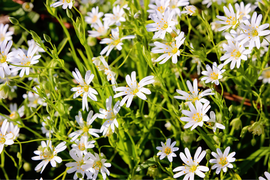50 Organic CHICKWEED Stellaria Media Starwort Stitchwort White Flower Herb Seeds