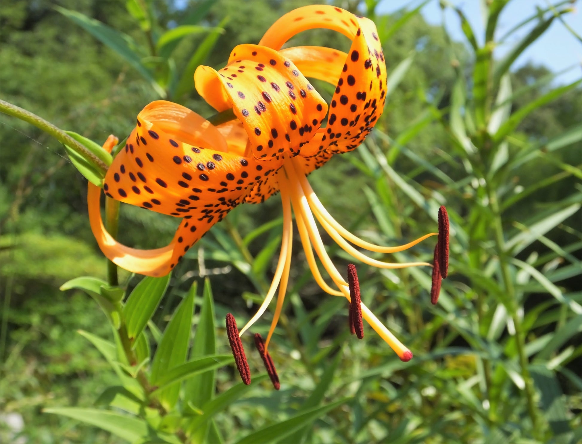 tiger lily oregon 20 COLUMBIAN TIGER LILY Oregon Lily Lilium Columbianum syn. Canadense Parviflorum Orange Maroon Spotted Native Flower Seeds