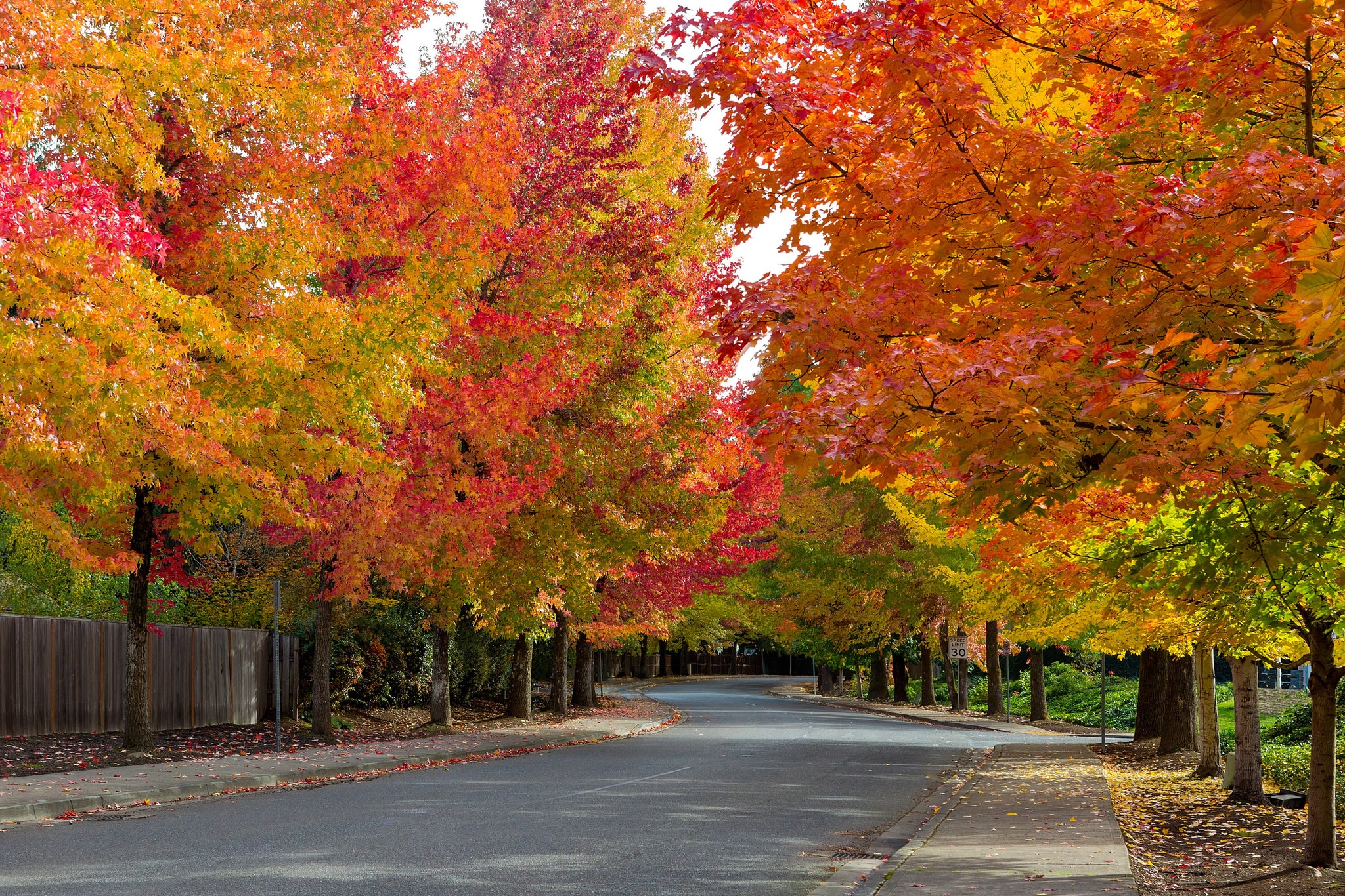 50 AMERICAN SWEETGUM Liquidambar Styraciflua Storax Alligator Sweet Gu ...