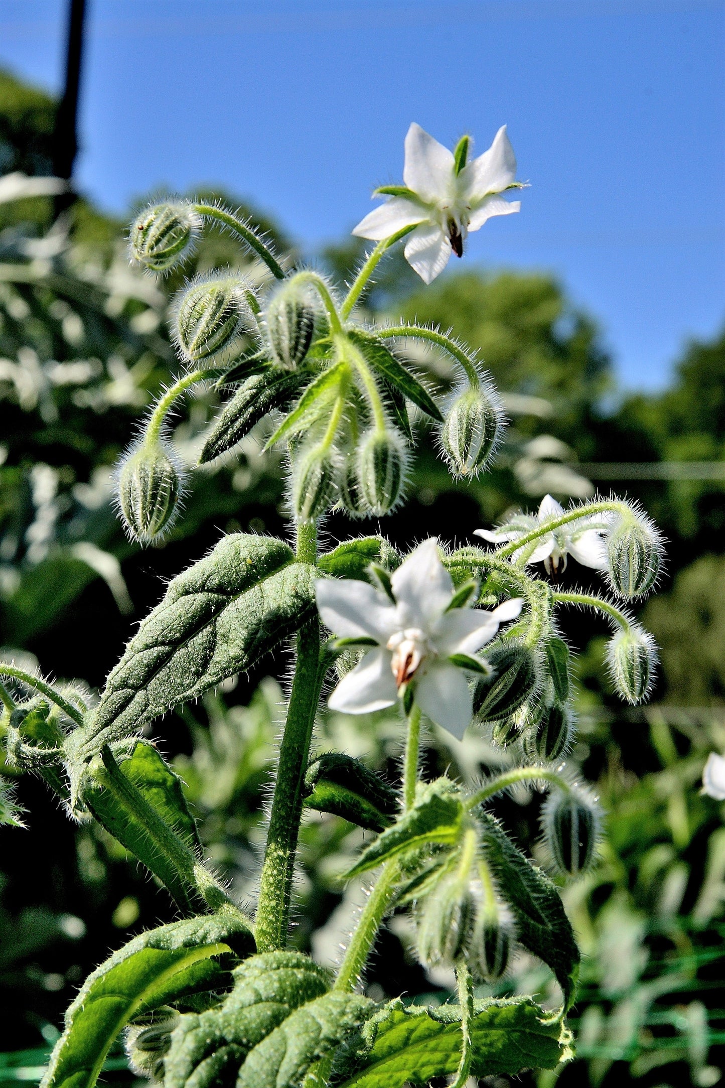 50 WHITE BORAGE Borago Officinalis Bianca Herb Flower Seeds