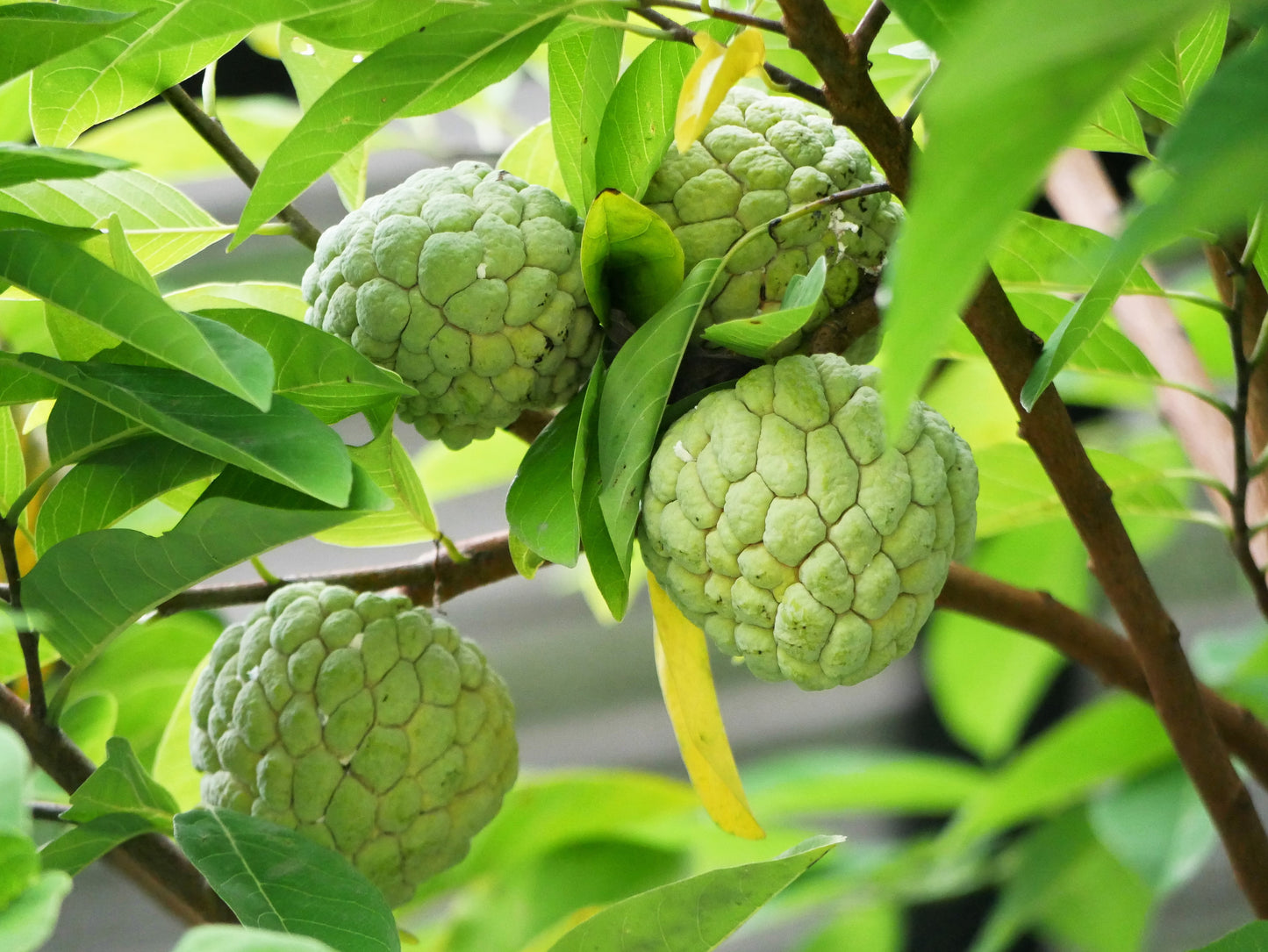 15 SUGAR APPLE Sweetsop Custard Apple Annona Squamosa Sweet Delicious Edible Fruit Tree Seeds