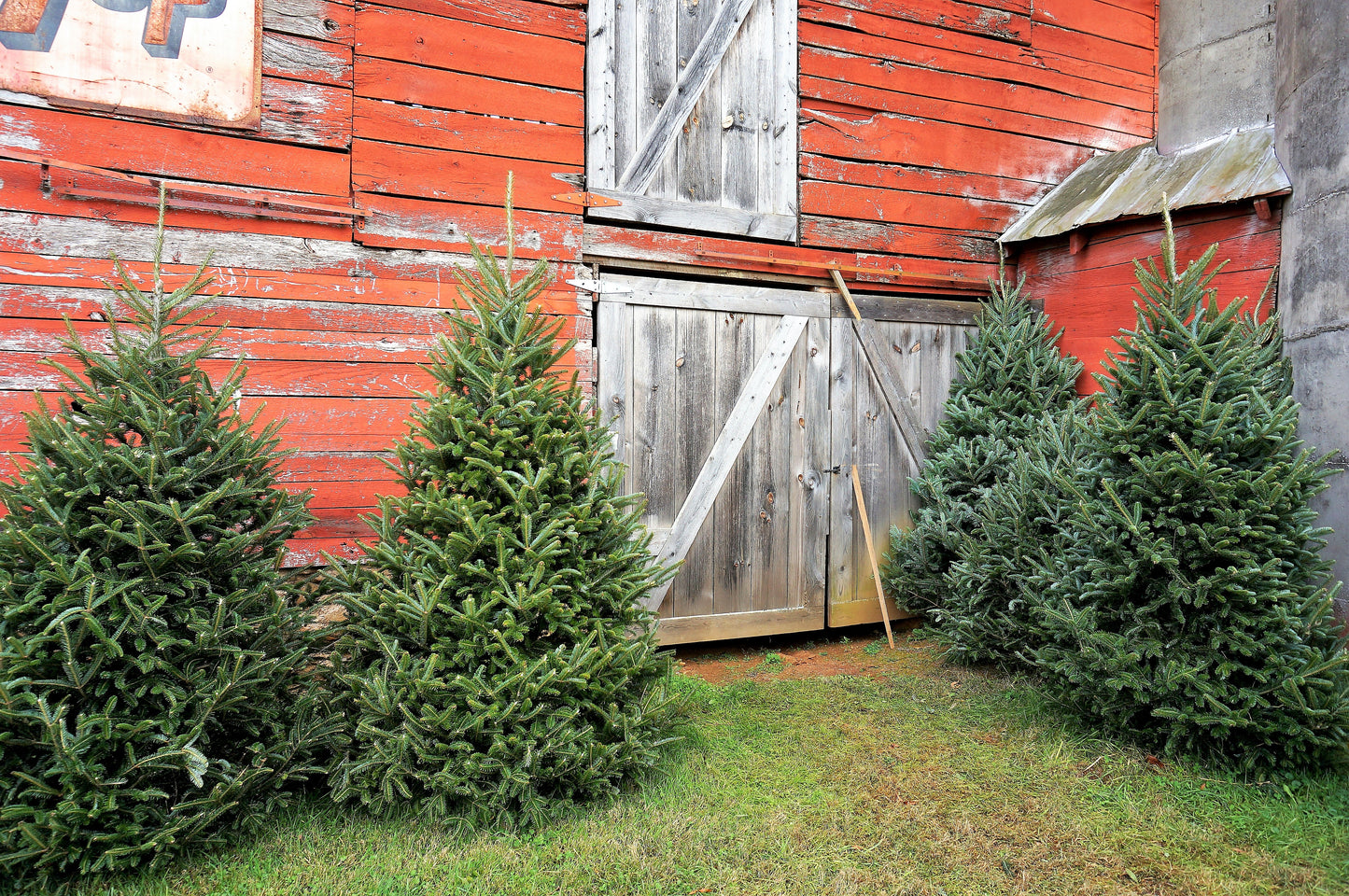 Grow Your Own CHRISTMAS TREE - Fraser Fir ( Abies Fraseri ) Gift Packet of Tree Seeds