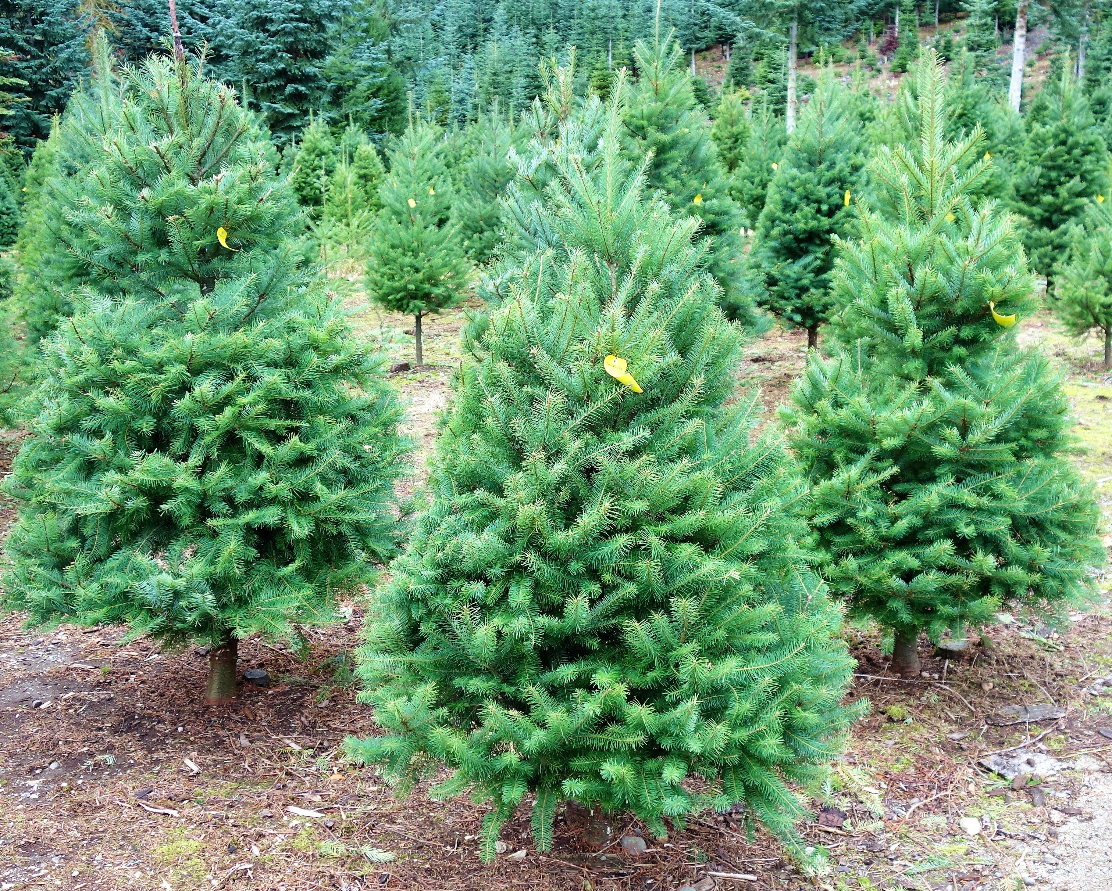 Grow Your Own CHRISTMAS TREE Douglas Fir Pseudotsuga Menziesii Gift Packet of Tree Seeds