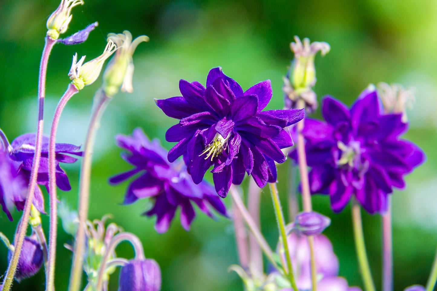 100 TALL DOUBLE COLUMBINE Aquilegia Vulgaris Mixed Colors Red, Pink, Purple, & White Flower Seeds