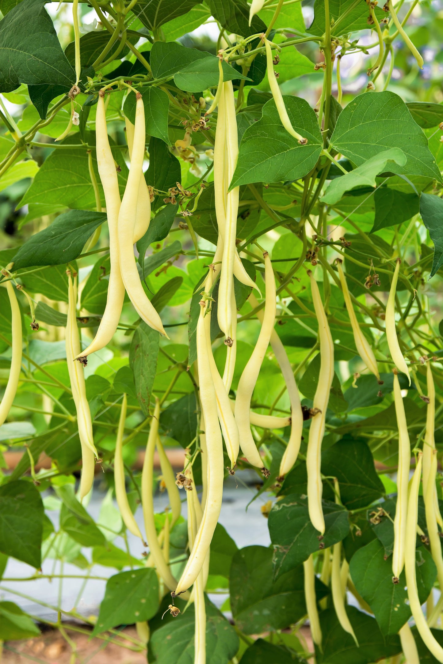 50 ' SLENDERWAX ' WAX BEAN Golden Yellow Bush Phaseolus Vulgaris Vegetable Seeds