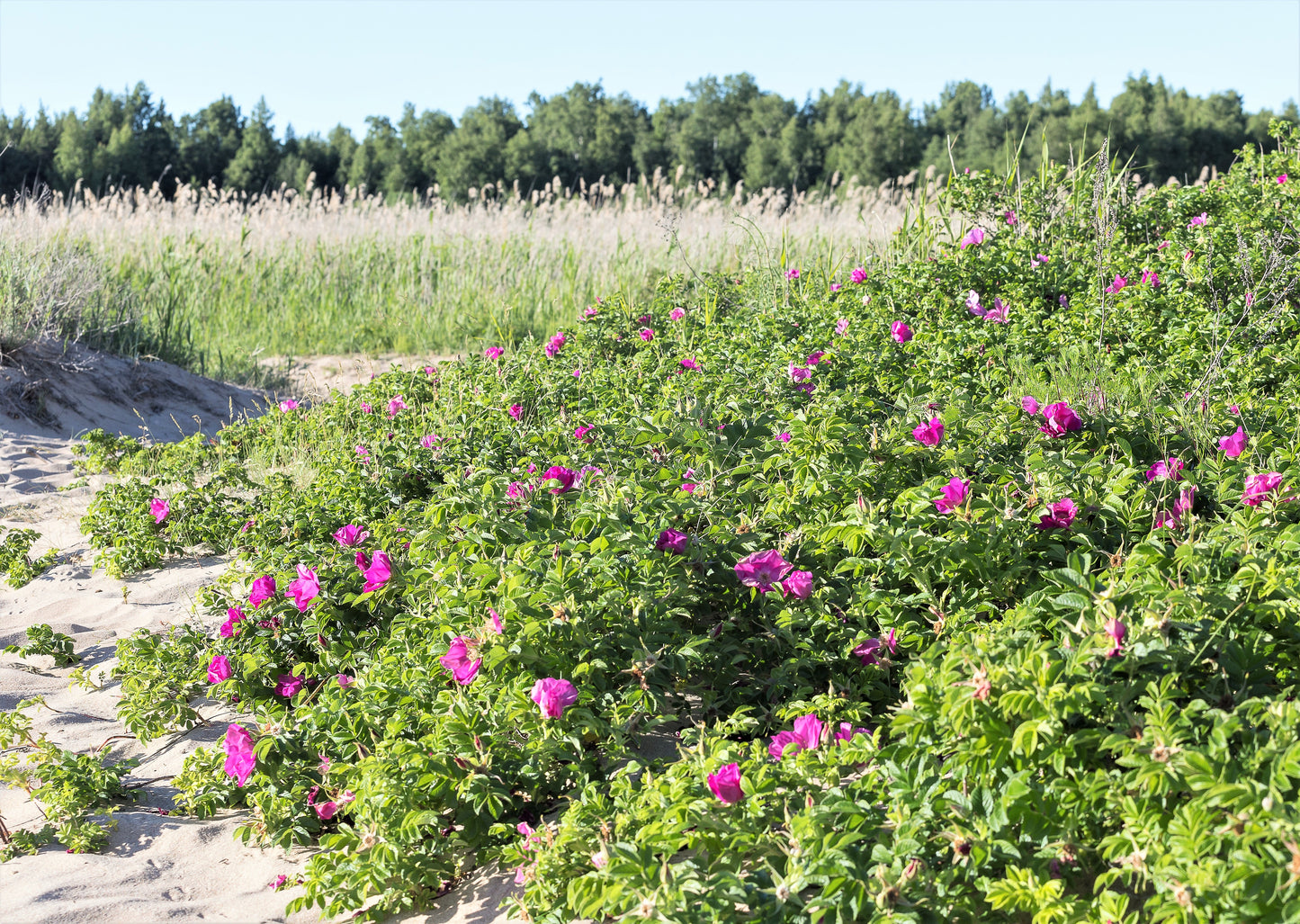 50 Pink BEACH ROSE aka Seaside or Sand Rose, Beach Tomato Rosa Rugosa Huge Red Hips Flower Seeds