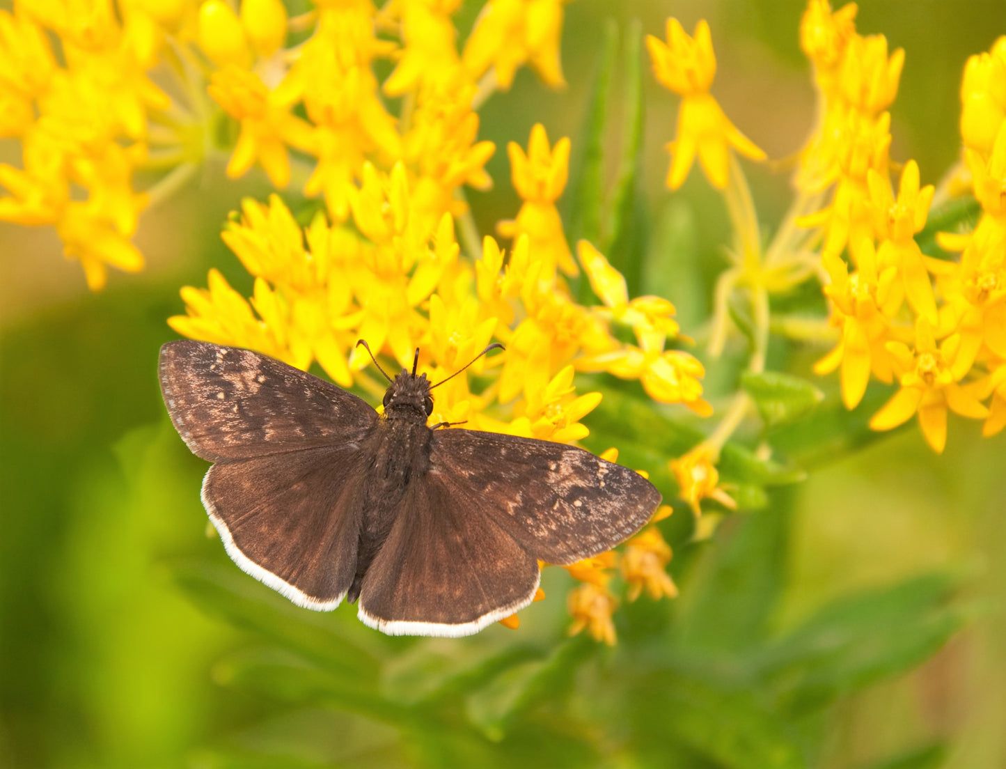 10 GAY BUTTERFLIES MILKWEED Red Yellow Orange Mix Asclepias Tuberosa Butterfly Weed Flower Seeds