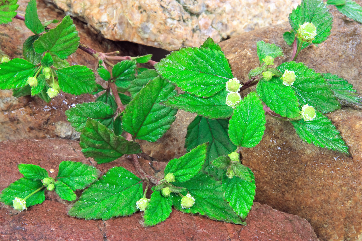 100 AZTEC SWEET HERB aka Honeyherb, Lippia, Mayan Mint, Dulce Buttons. Lippia Dulcis Phyla White Flower Seeds