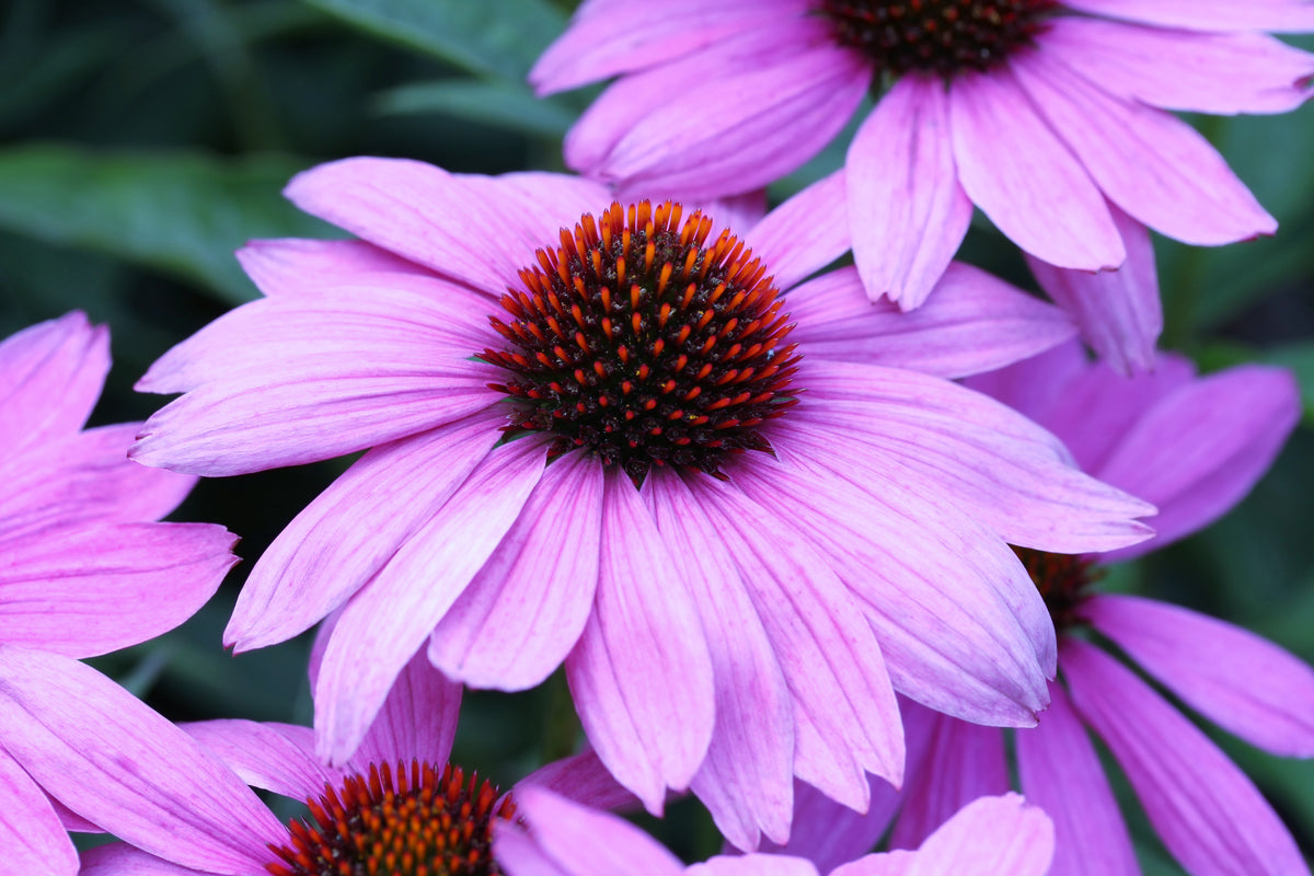 Echinacea Purple Coneflower Seeds – Non-GMO, Heirloom, Perennial Garden Flowers