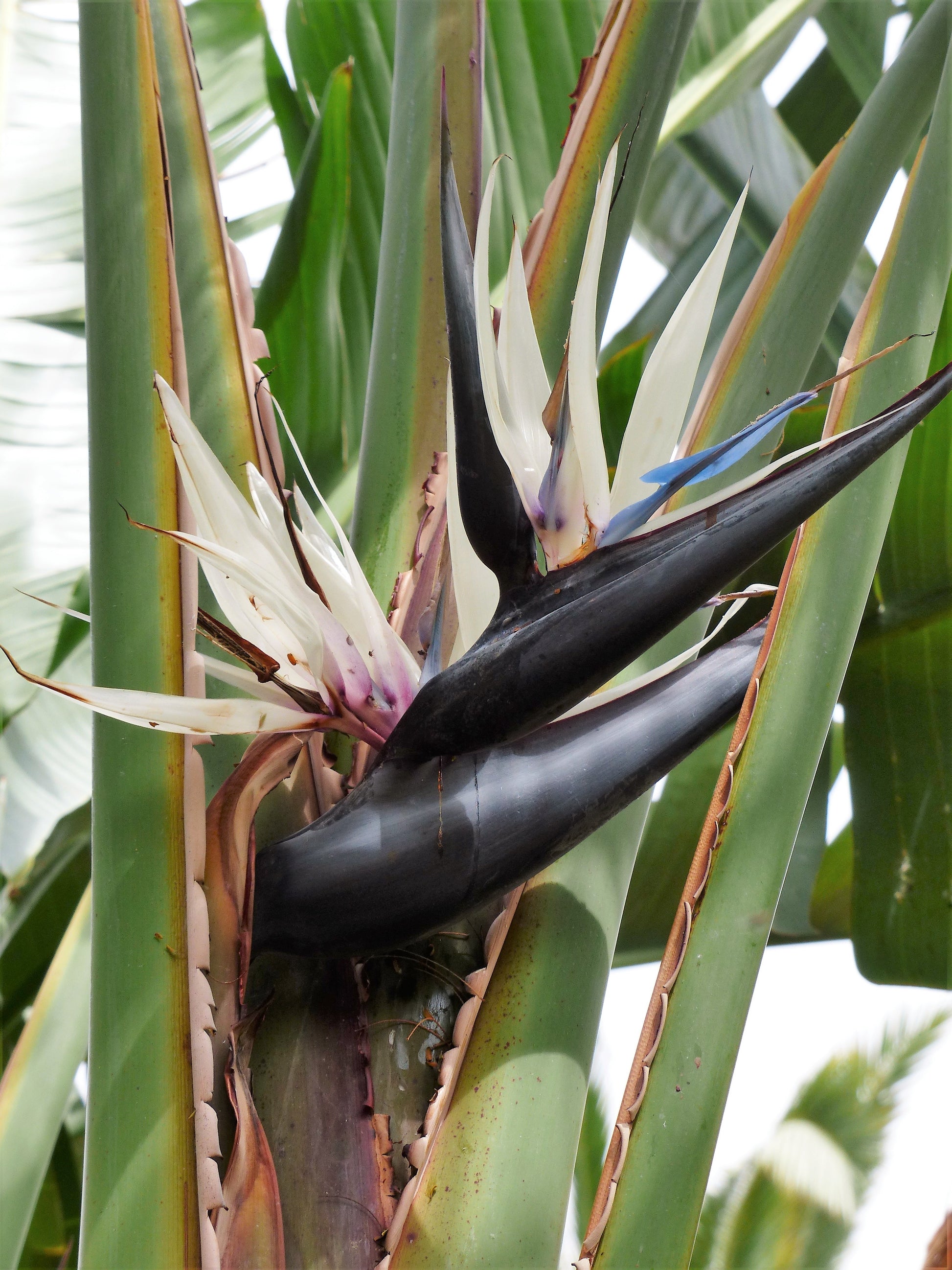 strelitzia nicolai indoor plant 5 GIANT BIRD OF PARADISE Tree Strelitzia Nicolai Wild Banana White Cra – Seedville USA
