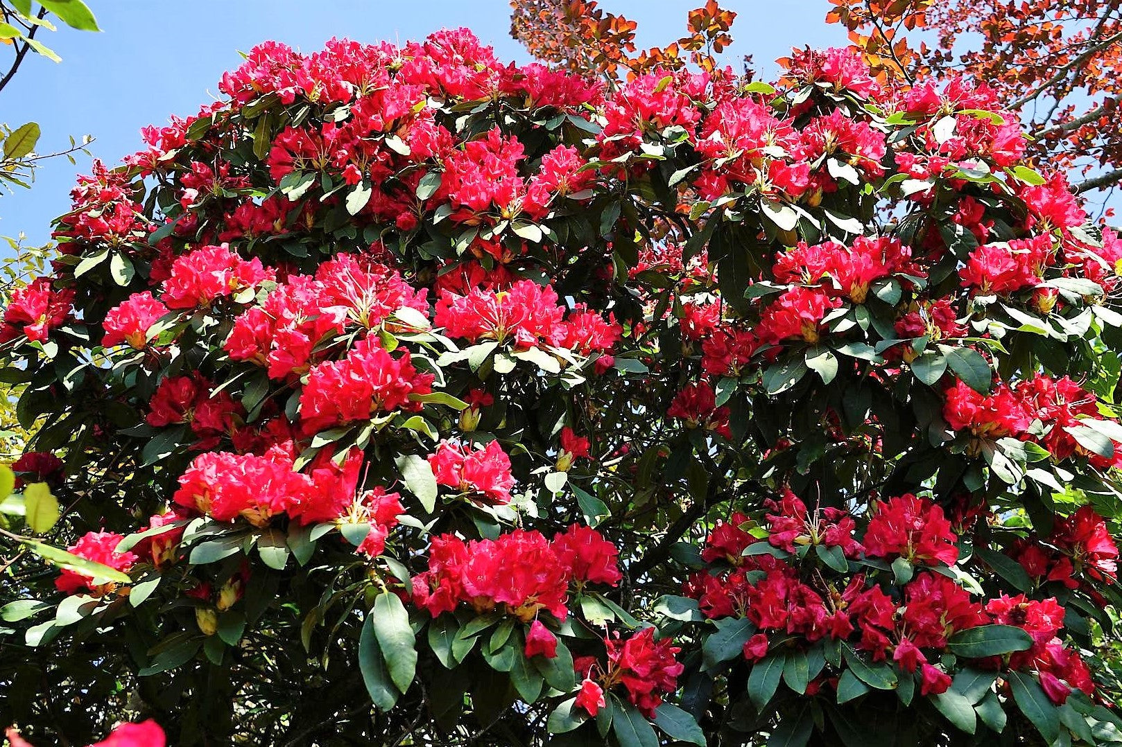 rhododendron flower seeds 50 MIXED HYBRIDS RHODODENDRON spp. Mixed Colors